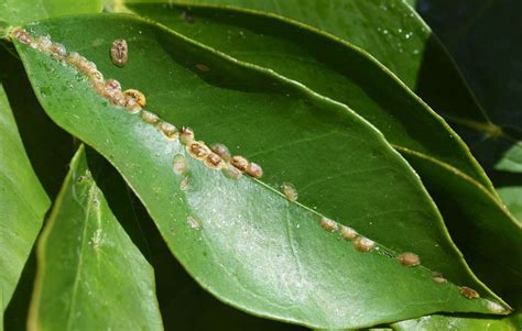philodendron problems|The Most Common Pests and Diseases That Attack .